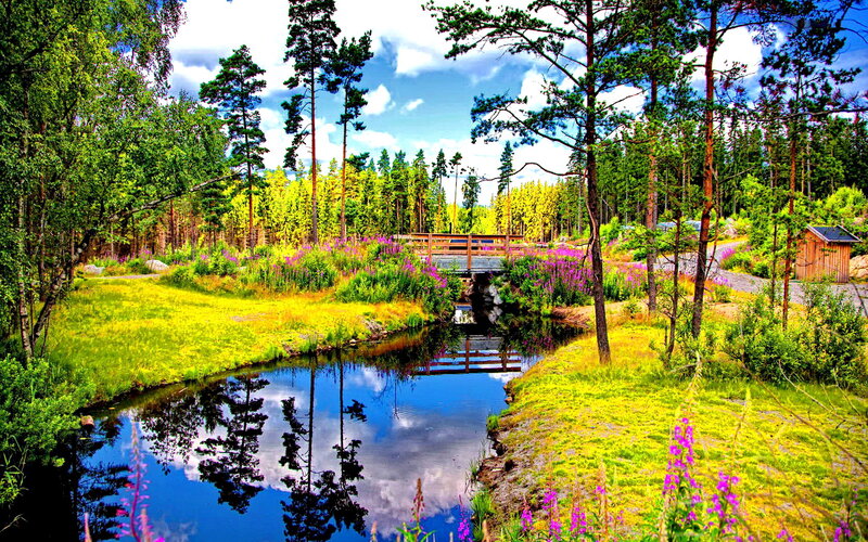Wooden Bridge over Stream — Green, Serene, Summer, Photograph, Forest