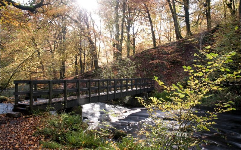 Wooden bridge over stream in autumn forest