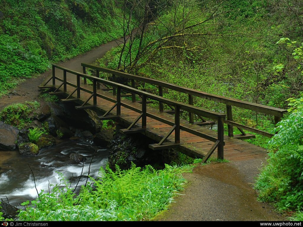 Wooden bridge over stream in forest