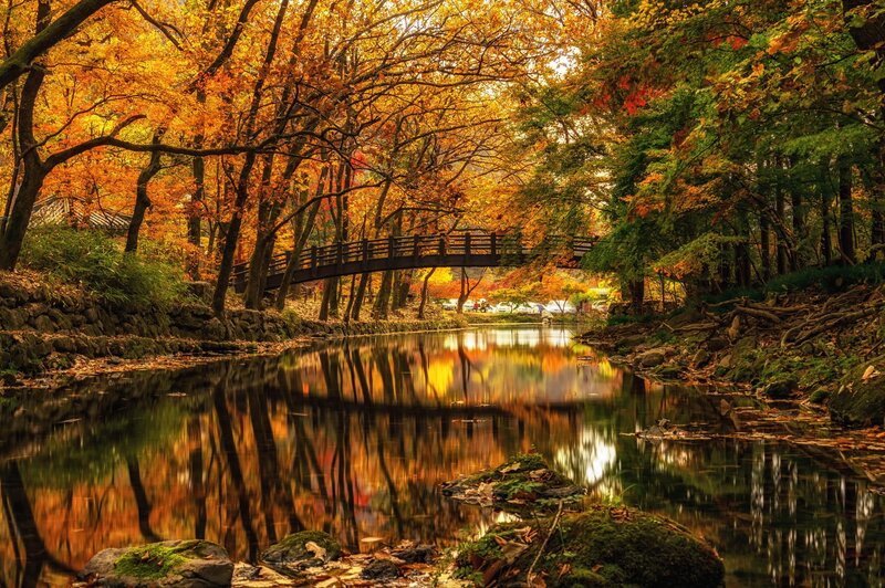 Wooden Bridge over Stream — Orange, Serene, Autumn, Photograph, Trees, River