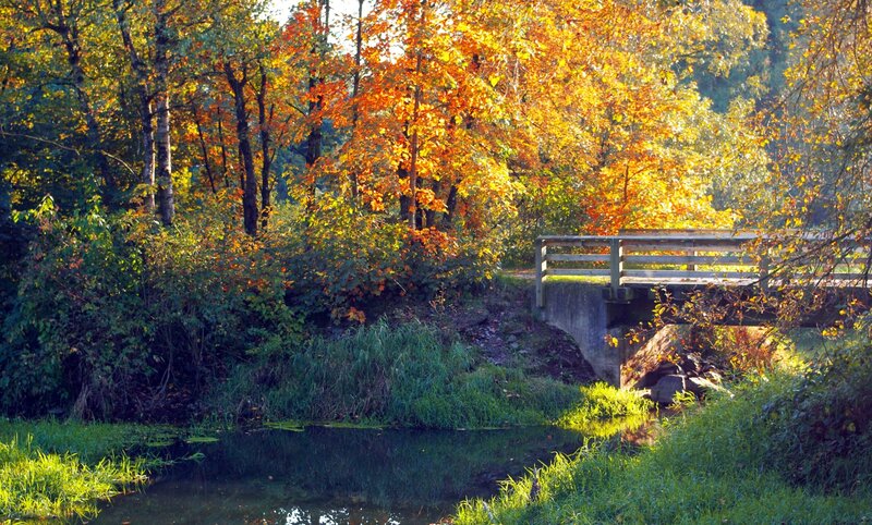 Wooden Bridge over Stream — Orange, Serene