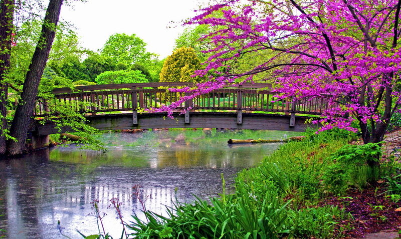 Wooden Bridge over Stream — Purple