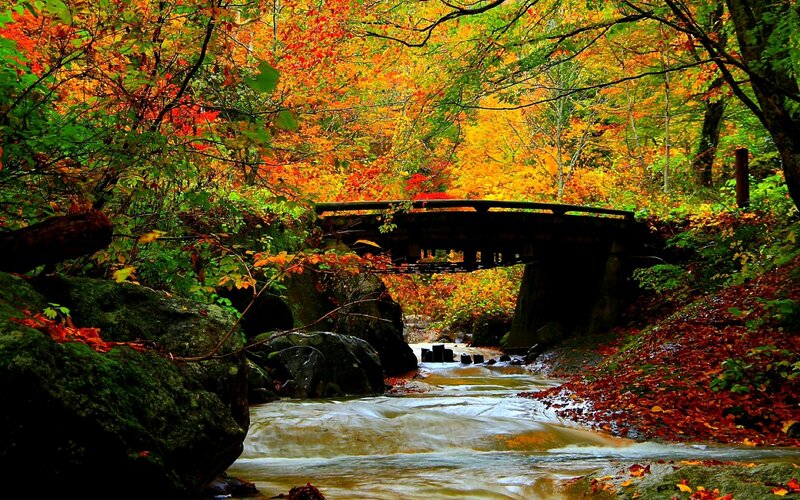 Wooden Bridge over Stream — Red, Serene, Autumn