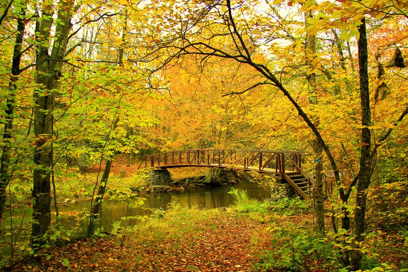 Wooden Bridge over Stream — Yellow, Serene, Autumn, Photograph