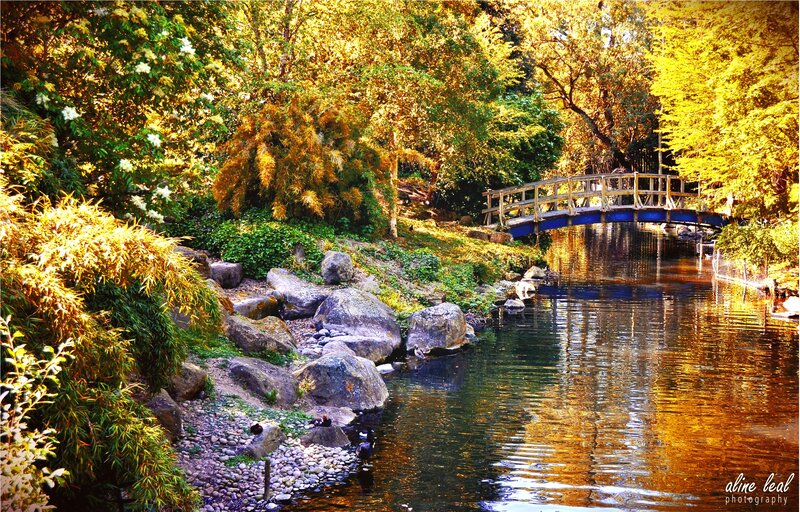 Wooden Bridge over Stream — Yellow, Serene, Autumn