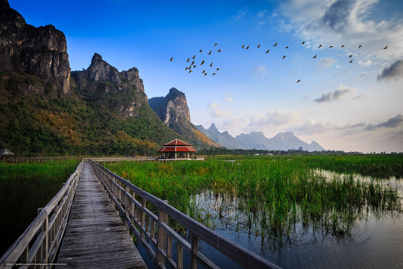 Wooden bridge over wetlands