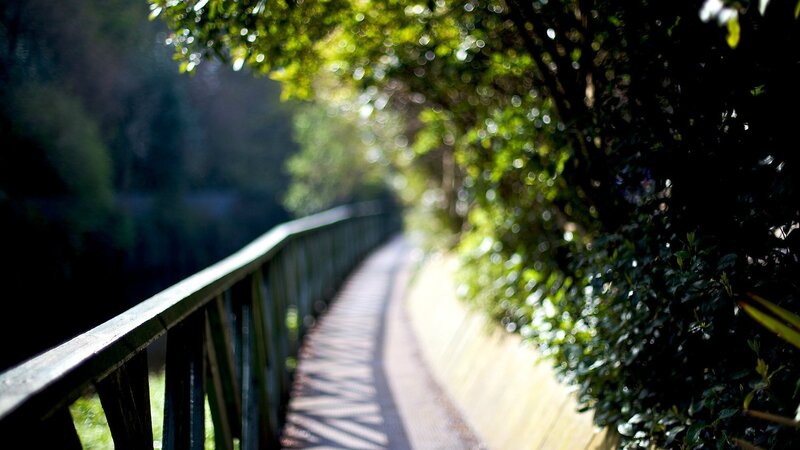 Wooden Bridge Path — Green