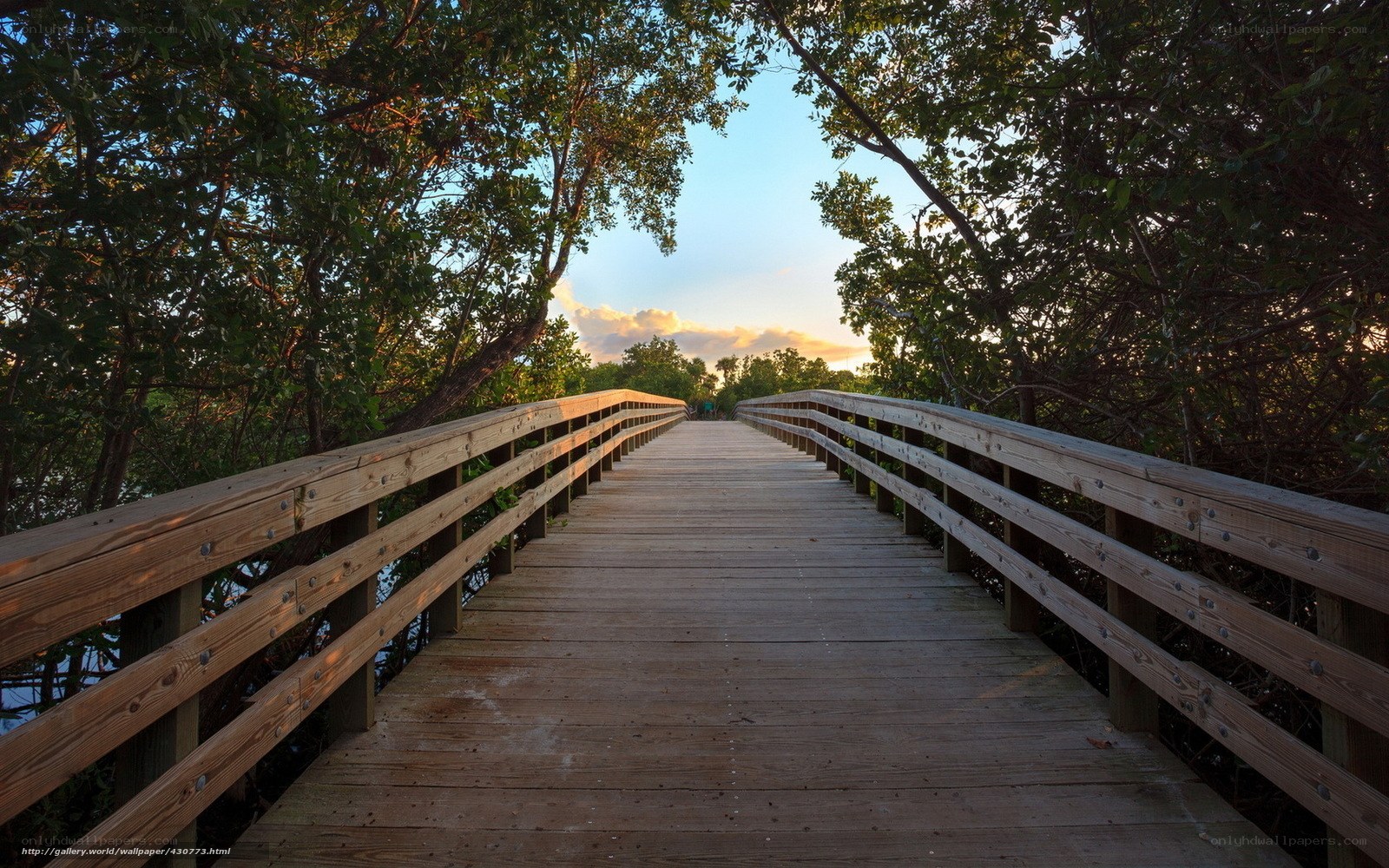 Wooden bridge through mangrove forest