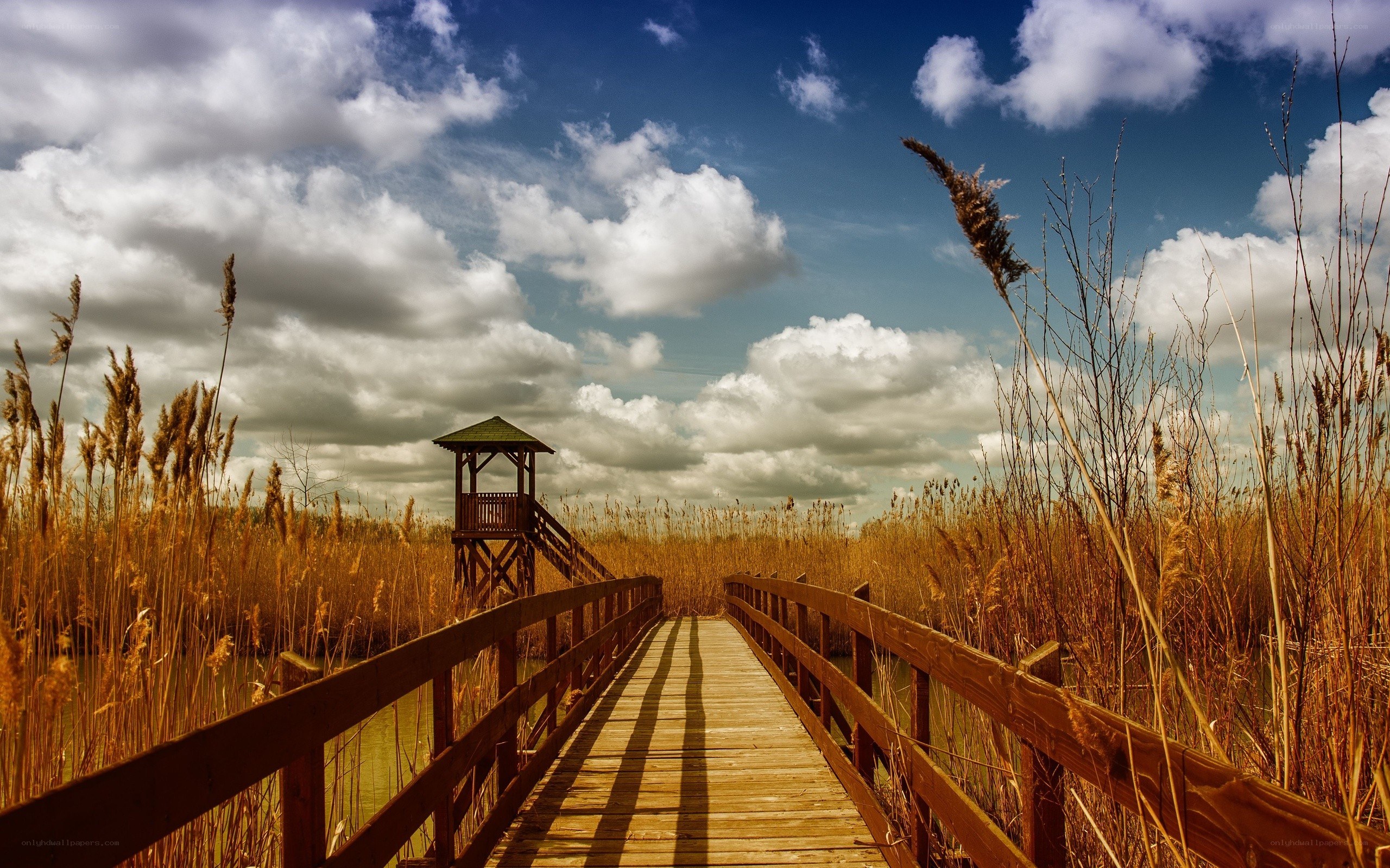 Wooden bridge through reeds