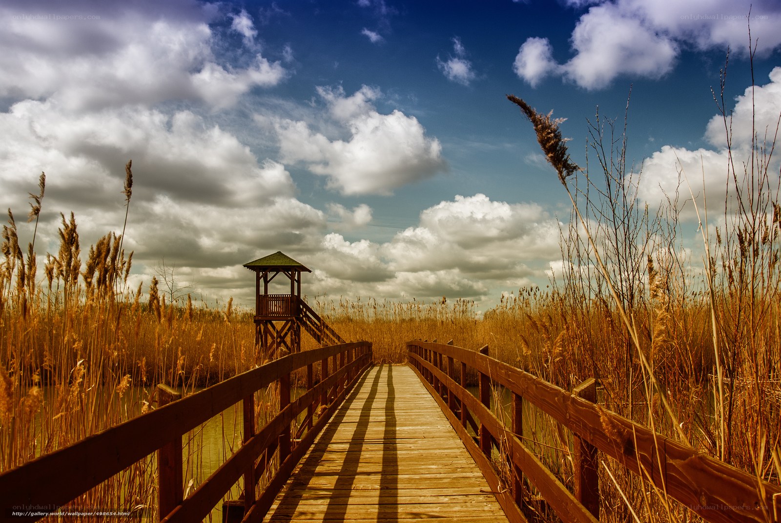 Wooden bridge through reeds
