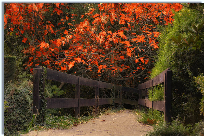 Wooden Bridge under Tree