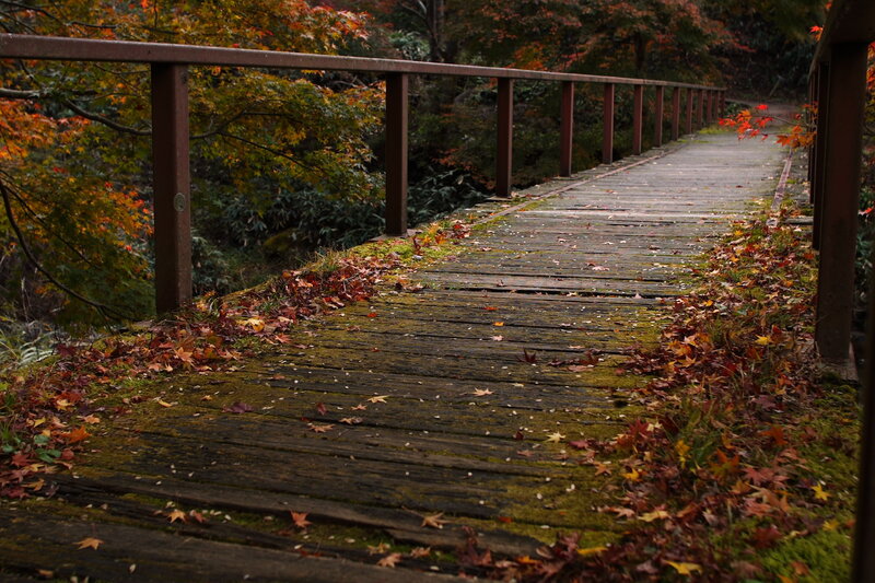 Wooden Bridge with Autumn Leaves