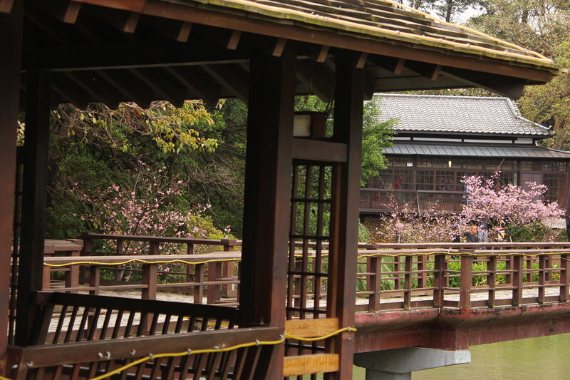 Wooden Bridge with Cherry Blossoms