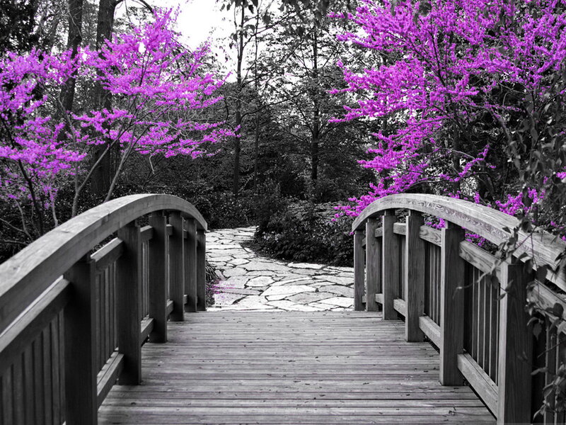 Wooden Bridge with Purple Flowers