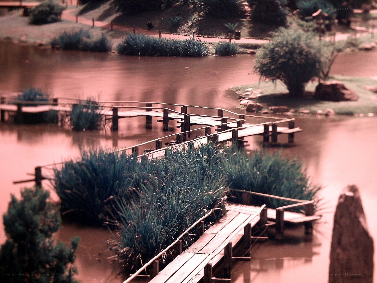 Wooden bridges over a pond