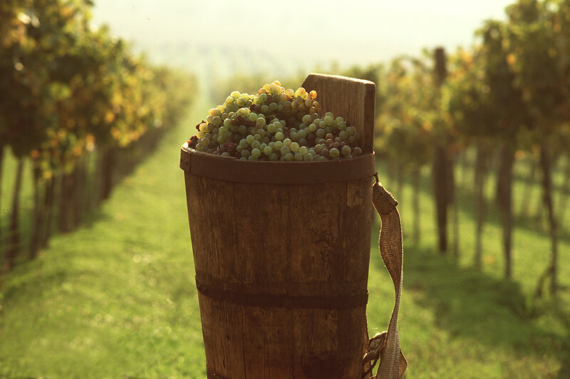Wooden Bucket of Grapes