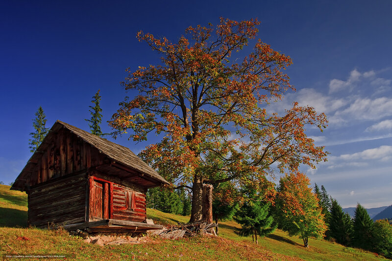 Wooden Cabin and Tree — Blue, Serene