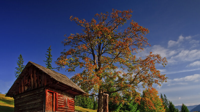 Wooden Cabin and Tree — Blue