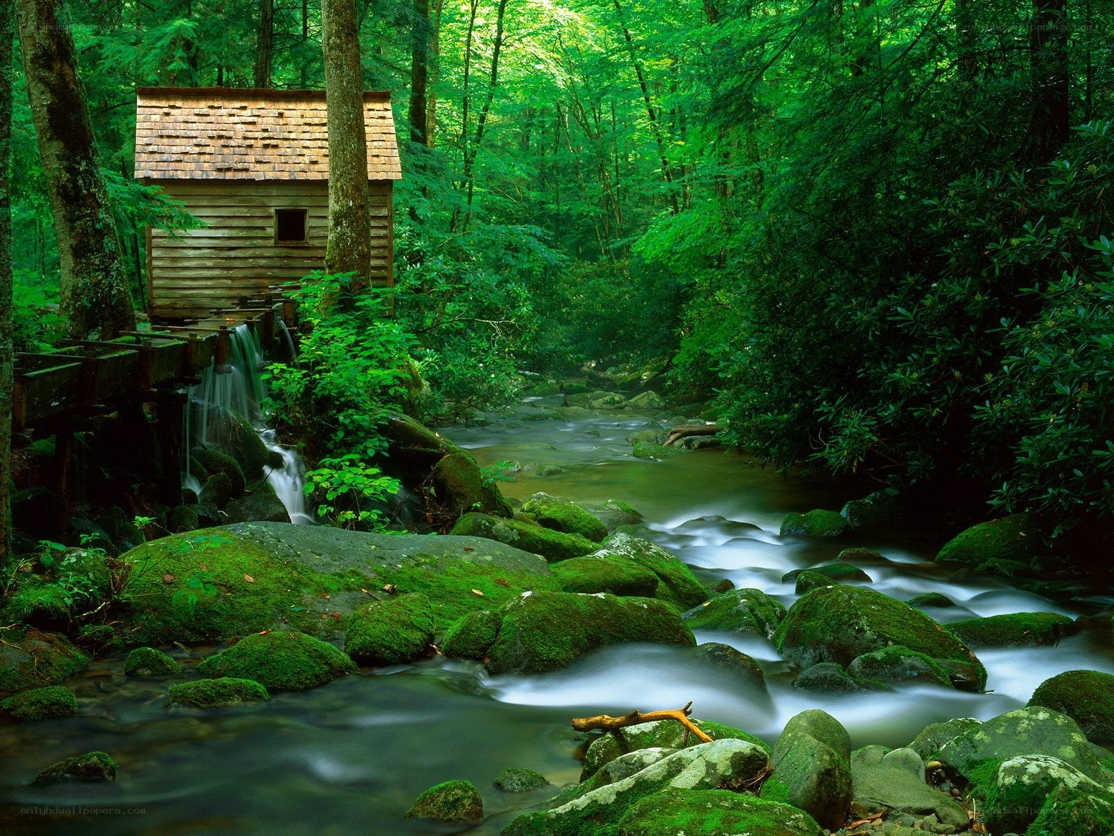 Wooden cabin by a forest stream