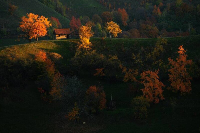 Wooden Cabin in Autumn — Orange, Serene, Photograph