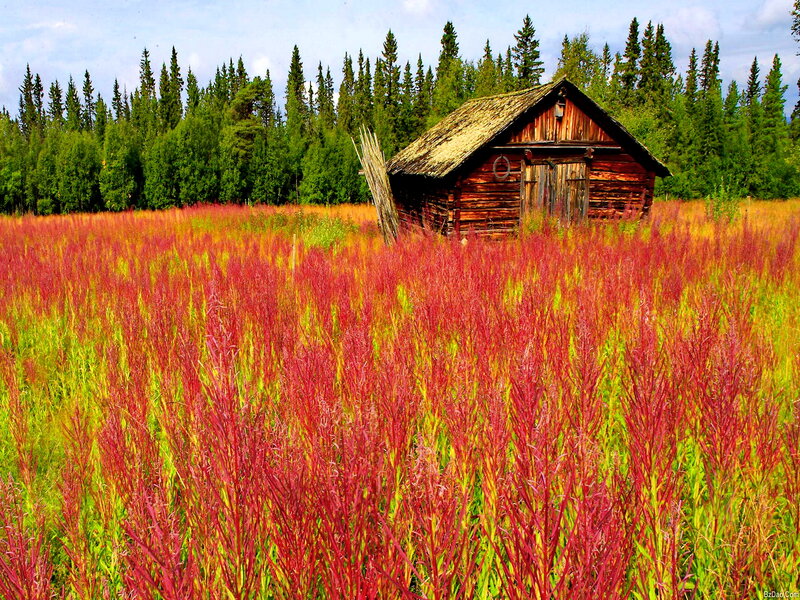 Wooden Cabin in Field — Red, Serene