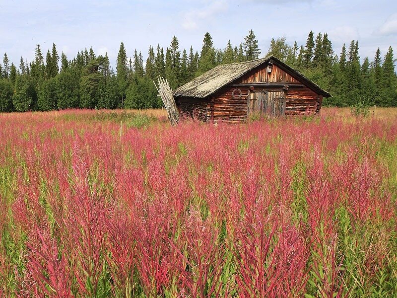 Wooden Cabin in Field — Red
