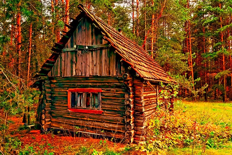 Wooden Cabin in Forest — Brown, Serene, Autumn, Photograph