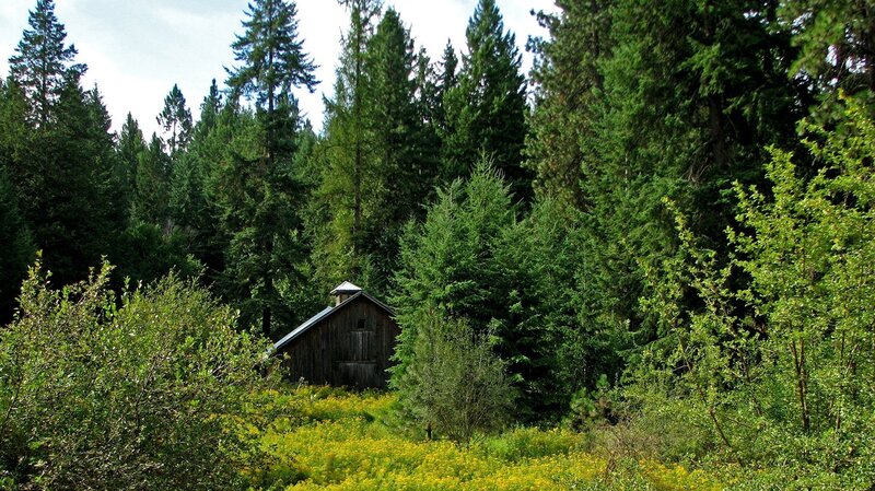 Wooden cabin in forest clearing