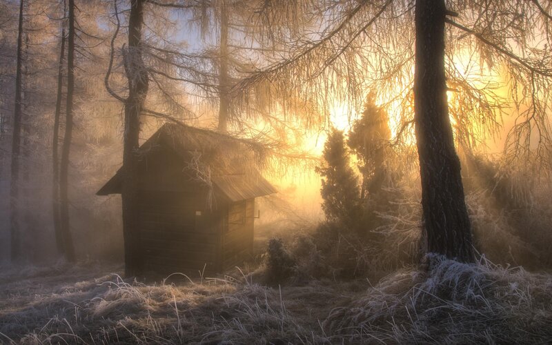 Wooden Cabin in Forest — Gold