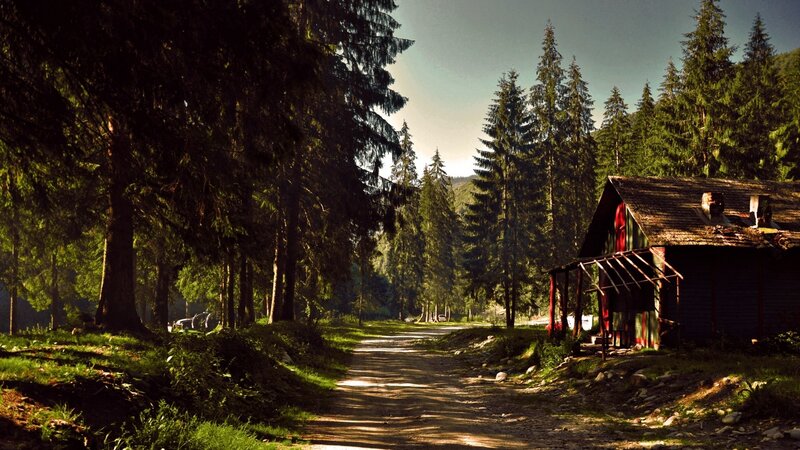 Wooden Cabin in Forest — Green, Serene, Afternoon, Photograph, Path