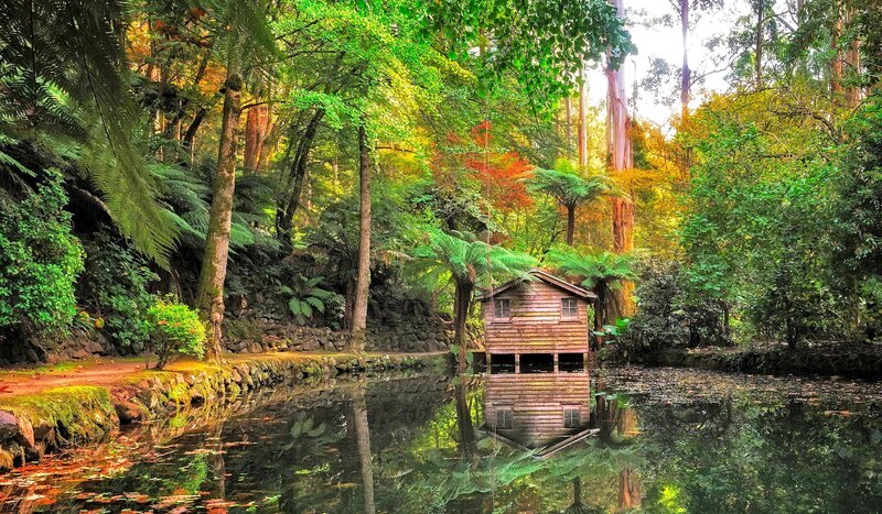 Wooden Cabin in Forest — Green, Serene, Afternoon, Photograph, Pond