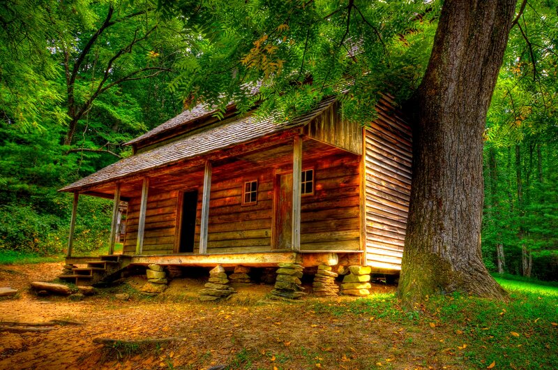 Wooden Cabin in Forest — Green, Serene, Afternoon, Photograph, Tree