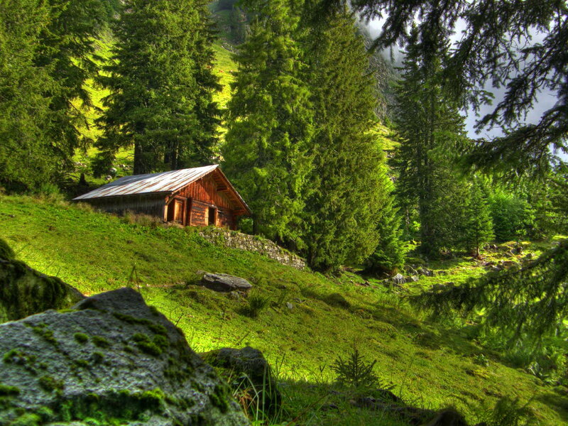 Wooden Cabin in Forest — Green, Serene, Afternoon, Photograph, Trees, Grass