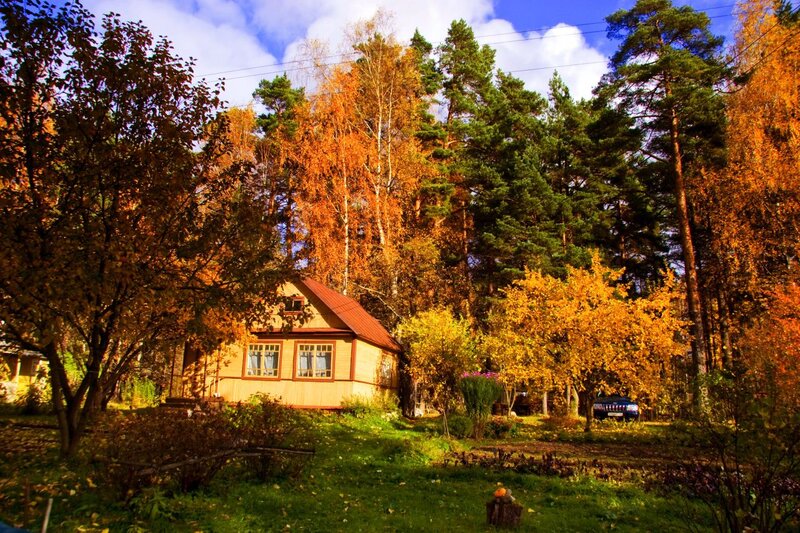 Wooden Cabin in Forest — Green, Serene, Autumn, Photograph, Trees, Car