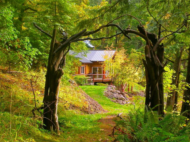 Wooden Cabin in Forest — Green, Serene, Autumn, Photograph, Trees, Path