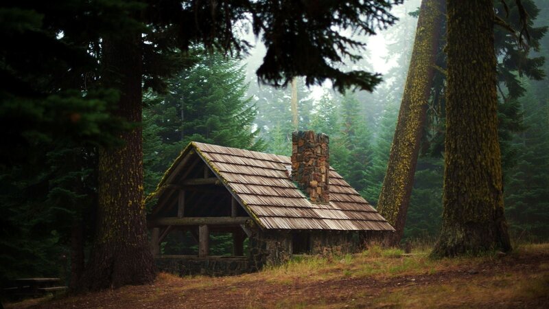 Wooden Cabin in Forest — Green, Serene, Morning, Photograph