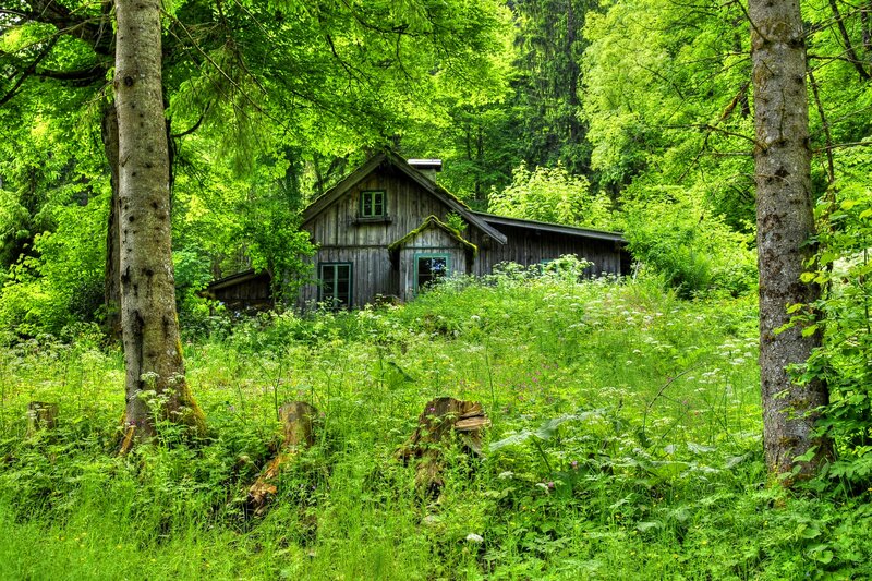 Wooden Cabin in Forest — Green, Serene, Summer, Photograph