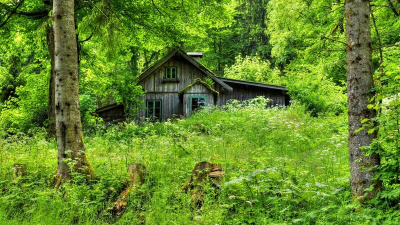 Wooden Cabin in Forest — Green, Serene, Summer, Photograph, Trees, Grass