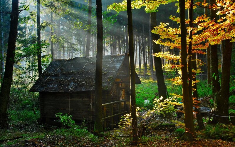 Wooden Cabin in Forest — Green, Serene