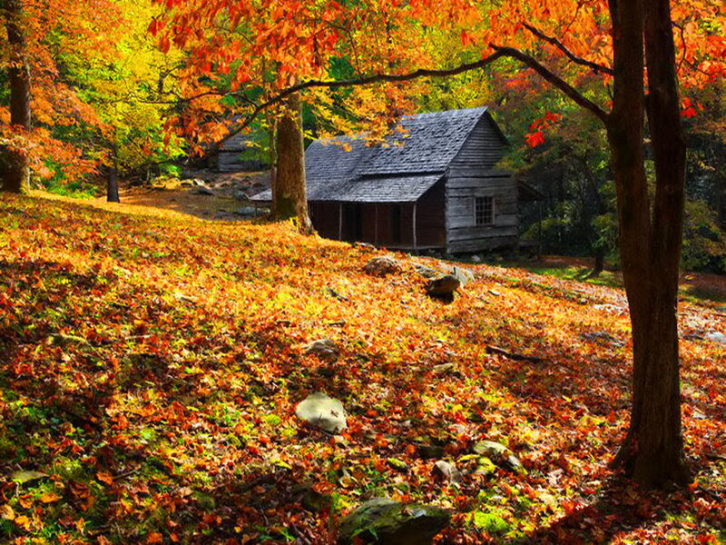 Wooden Cabin in Forest — Orange, Serene, Autumn, Photograph