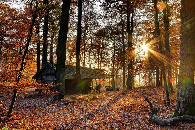 Wooden Cabin in Forest — Orange, Serene