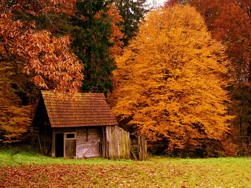 Wooden Cabin in Forest — Orange