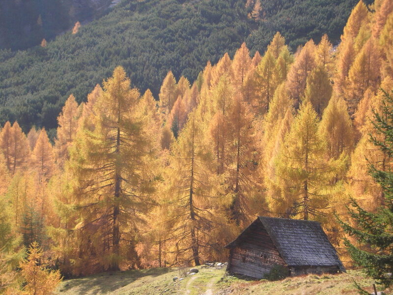 Wooden Cabin in Forest — Yellow, Serene