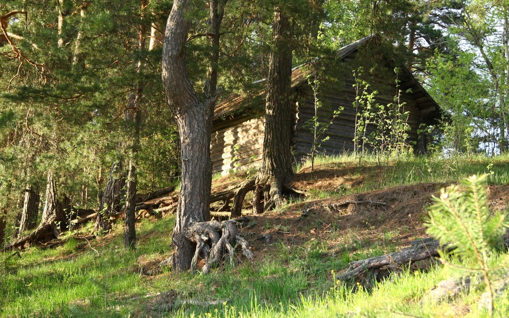 Wooden cabin in forest