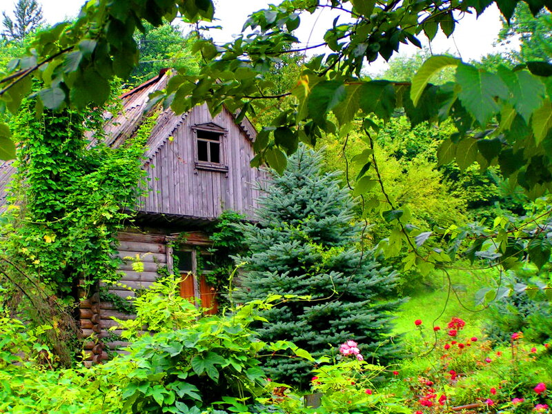 Wooden Cabin in Garden