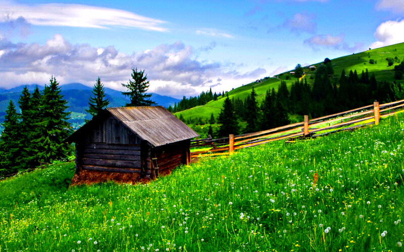 Wooden Cabin in Meadow — Green, Serene, Afternoon