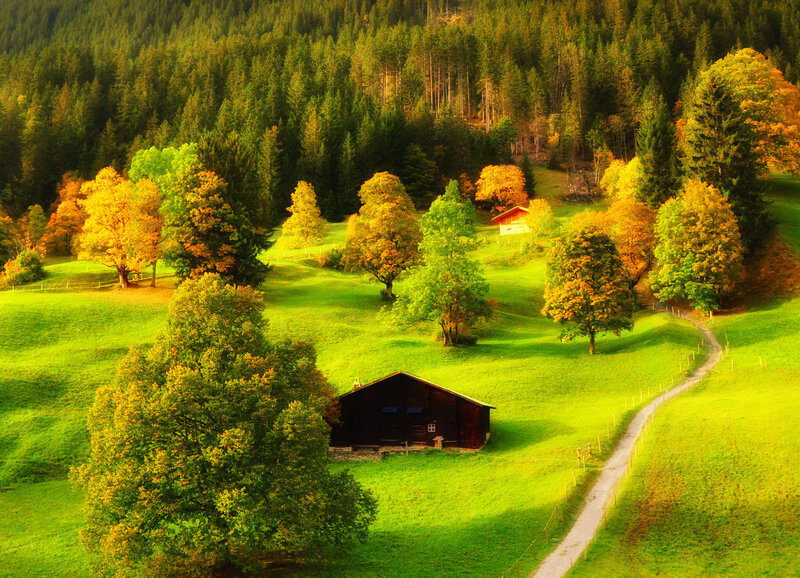Wooden Cabin in Meadow — Green, Serene, Autumn