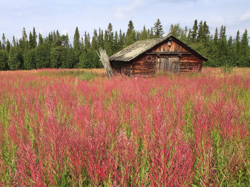 Wooden cabin in red field