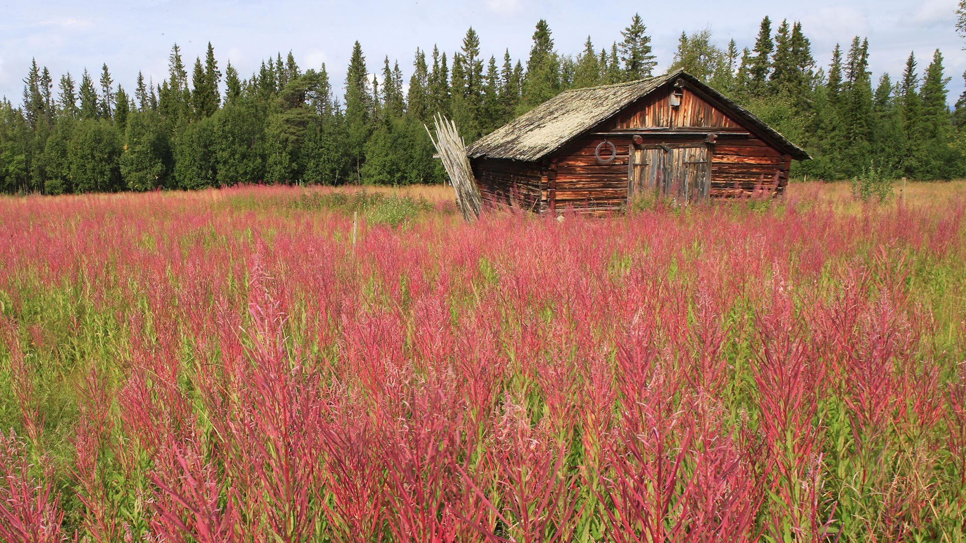 Wooden cabin in red field