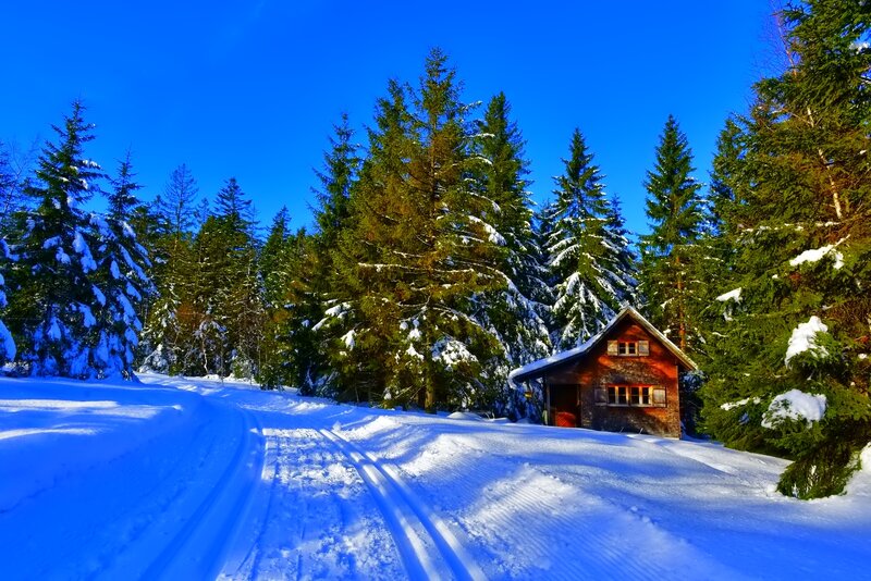 Wooden Cabin in Snow — Blue, Serene, Winter, Photograph, Trees, Path